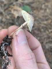 Lepiota lilacea