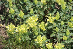 Scutellaria orientalis