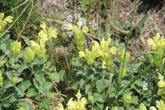 Scutellaria orientalis
