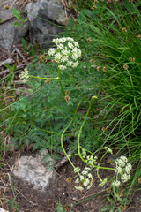 Ligusticum filicinum
