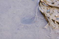 Triops cancriformis