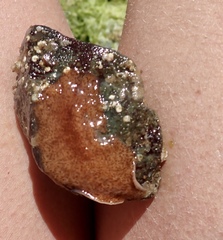 Kaburakia excelsa