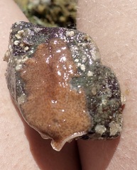 Kaburakia excelsa