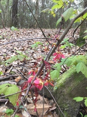 Acer rubrum drummondii