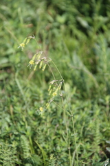 Silene saxatilis