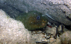 Gymnothorax funebris