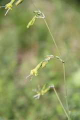 Silene saxatilis