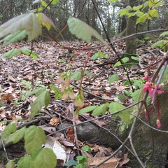Acer rubrum drummondii