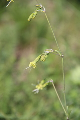 Silene saxatilis