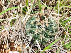 Coryphantha cornifera