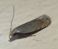 Battaristis concinnusella