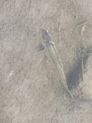 Notemigonus crysoleucas