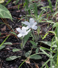 Ruellia ciliosa