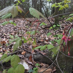 Acer rubrum drummondii