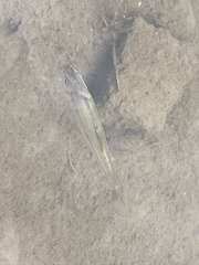 Notemigonus crysoleucas