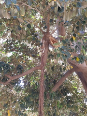 Ficus macrophylla