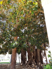 Ficus macrophylla