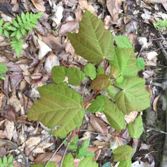 Acer rubrum drummondii