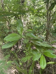 Myrsine cubana