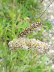 Melica ciliata