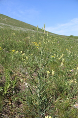 Tragopogon brevirostris