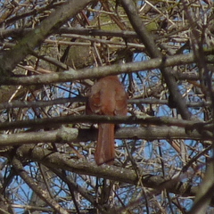 Cardinalis cardinalis