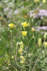 Tragopogon brevirostris