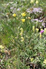 Tragopogon brevirostris