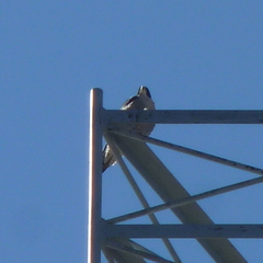Falco peregrinus