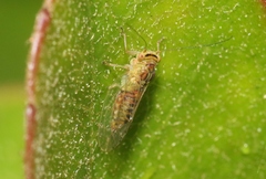 Platycorypha nigrivirga