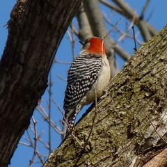 Melanerpes carolinus