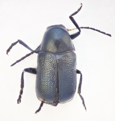 Cryptocephalus tetraspilus · NaturaLista Mexico