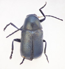 Cryptocephalus tetraspilus