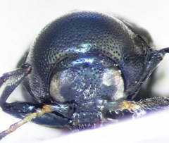 Cryptocephalus tetraspilus