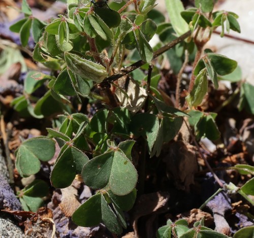 photo of Creeping Woodsorrel (Oxalis corniculata)