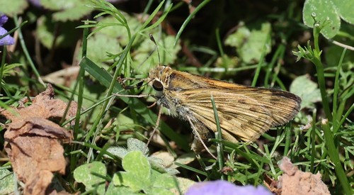 photo of Fiery Skipper (Hylephila phyleus)