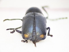 Cryptocephalus tetraspilus