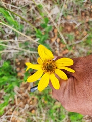 Verbesina pedunculosa