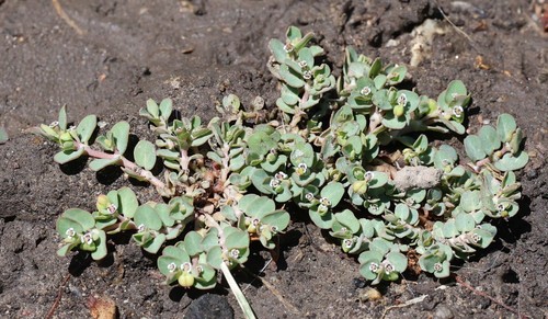 photo of Matted Sandmat (Euphorbia serpens)