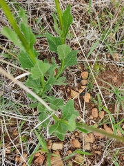Verbesina pedunculosa