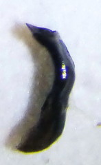 Cryptocephalus tetraspilus