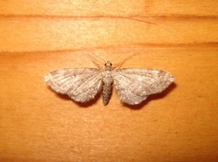 Eupithecia virgaureata