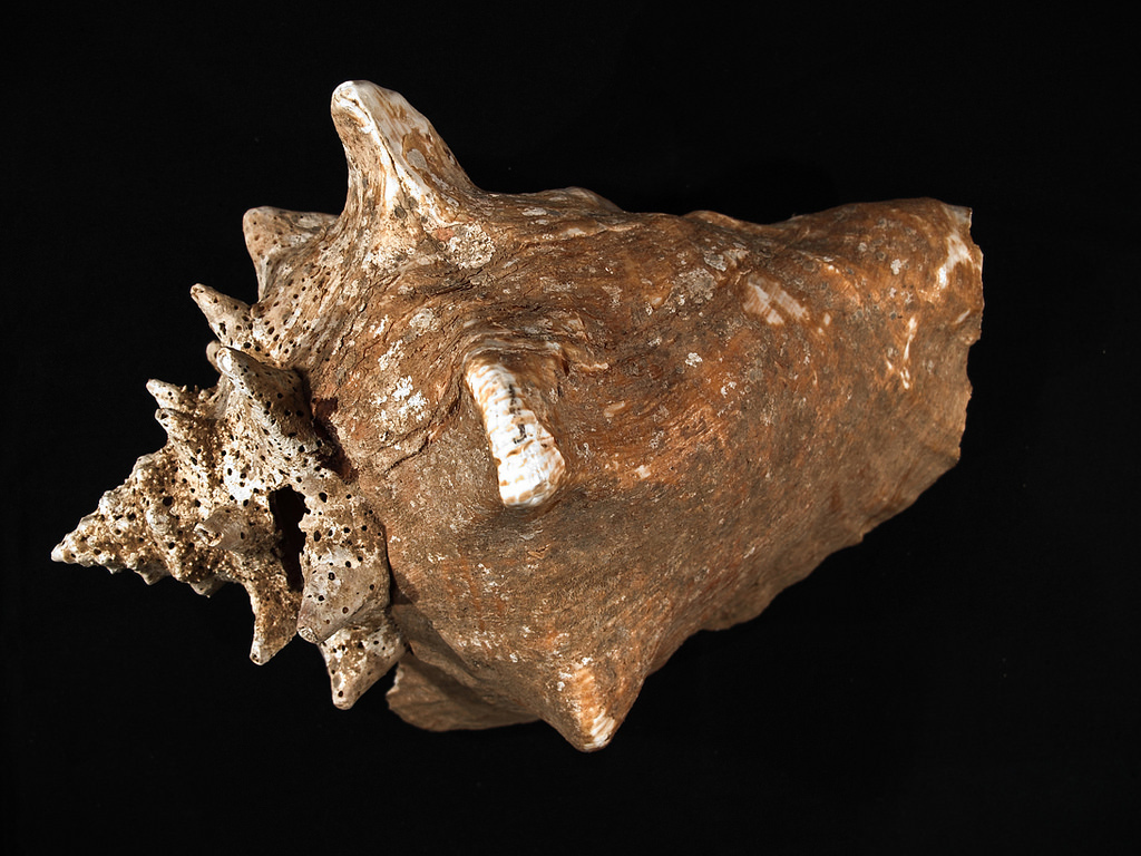【冬バーゲン★】 Conch Queen (Strombus iNaturalist · gigas) 置物