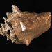 Queen Conch - Photo (c) museoscienzesgt, some rights reserved (CC BY-NC-SA)
