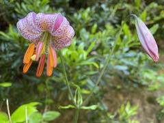 Lilium kelloggii