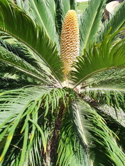 Cycas revoluta