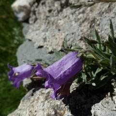 Campanula alpestris