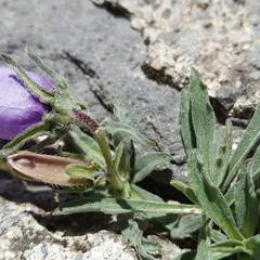 Campanula alpestris