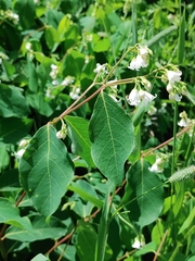 Apocynum androsaemifolium image