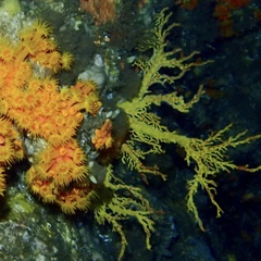 Melithaea